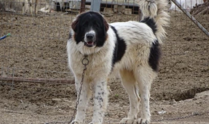 Balakəndə it kişini parçalayaraq öldürüb 