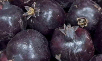 Göyçayda nadir “qara nar” tapıldı 