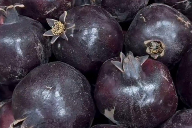 Göyçayda nadir “qara nar” tapıldı 