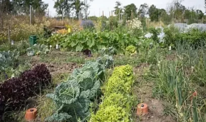 Qəbiristanlıqlarda tərəvəz əkdilər- FOTO