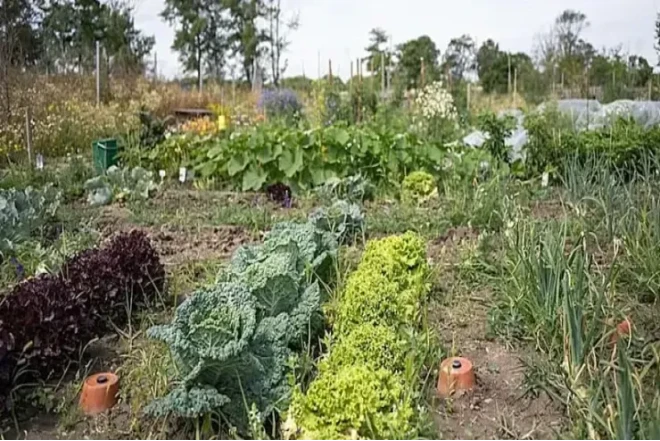 Qəbiristanlıqlarda tərəvəz əkdilər- FOTO