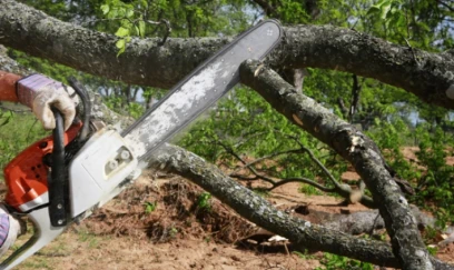 Buna görə yaşıllıqlara 84 min manatdan çox ziyan vurulub 