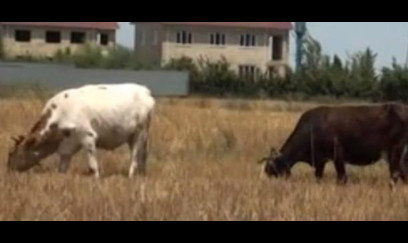 Bu bazarlar fəaliyyət göstərməyəcək - Xəbərdarlıq