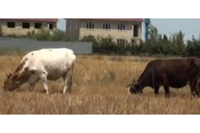 Bu bazarlar fəaliyyət göstərməyəcək - Xəbərdarlıq