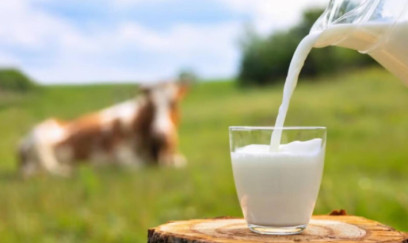 Yağlı süd içənlərə TÖVSİYƏ