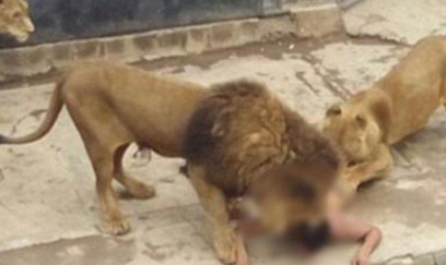 Hindistanda Asiya şirləri üç gündə iki uşaq yeyiblər 