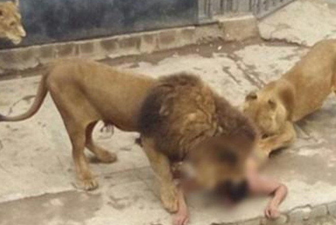 Hindistanda Asiya şirləri üç gündə iki uşaq yeyiblər 