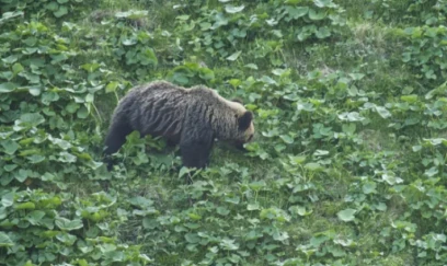 Ayı tualetdə kişiyə hücum etdi 