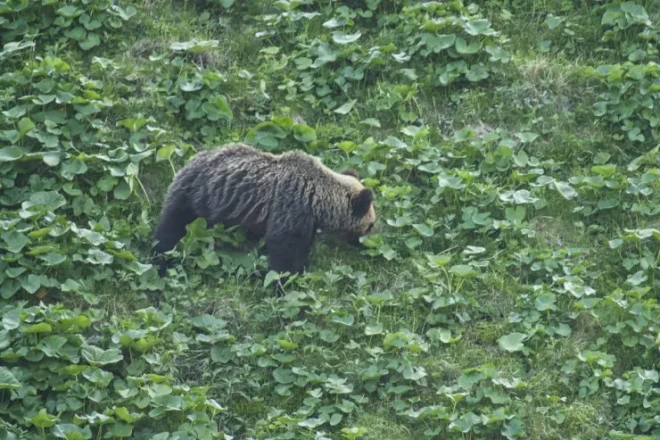 Ayı tualetdə kişiyə hücum etdi 