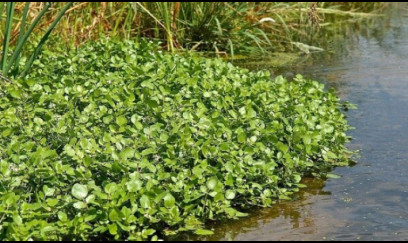 Dünyanın ən sağlam tərəvəzi açıqlandı 
