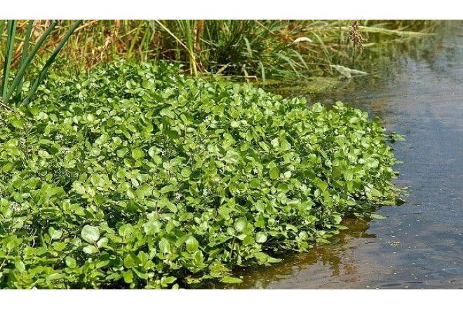 Dünyanın ən sağlam tərəvəzi açıqlandı 