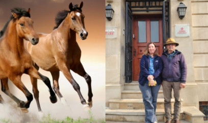 Qarabağda At Festivalı keçiriləcək - Türkiyədən xüsusi təklif