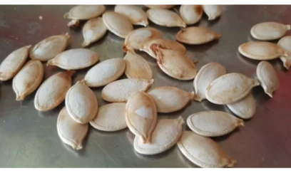 Balqabaq tumu istehsalçıları aldadıldı