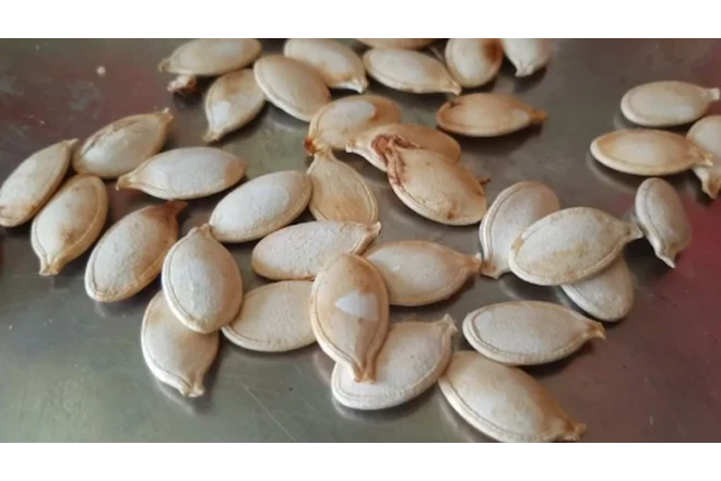 Balqabaq tumu istehsalçıları aldadıldı