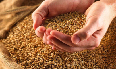 Azərbaycandan İraqa arpa satışı 75 dəfə artıb