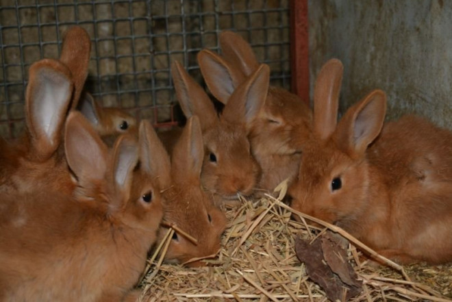 Dovşan əti halal sayılırmı? – Mütəxəssisdən açıqlama