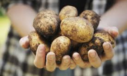 Bənövşəyi kartofun faydaları açıqlandı: Qan şəkərini tənzimləyir, iltihabı azaldır