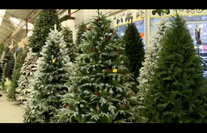 Yeni ildə təbii yolka qurmağın inanılmaz FAYDASI 