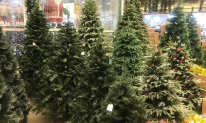 Yeni il şam ağacları xəstəlik yayır? - XƏBƏRDARLIQ