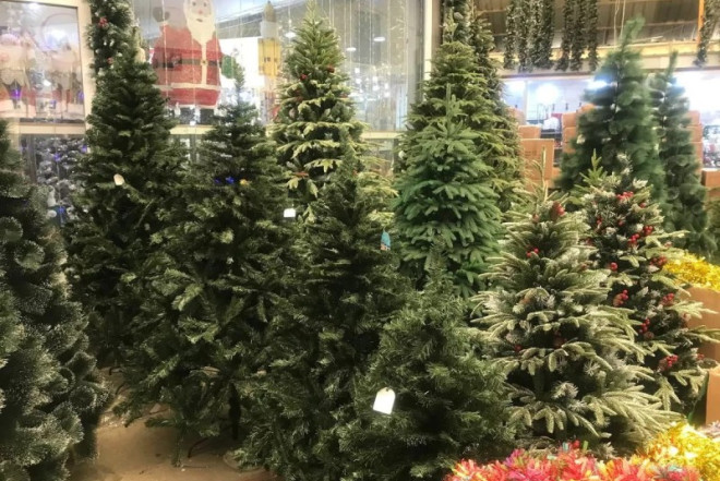 Yeni il şam ağacları xəstəlik yayır? - XƏBƏRDARLIQ