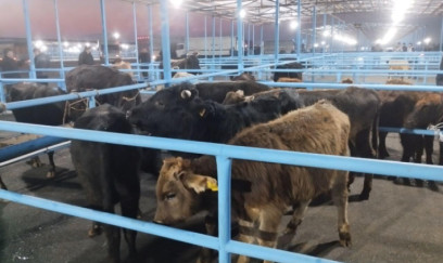 Bu bazar yenidən AÇILDI