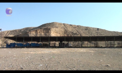 Tovuzda heyvan bazarı nə vaxt açılacaq? — VİDEO