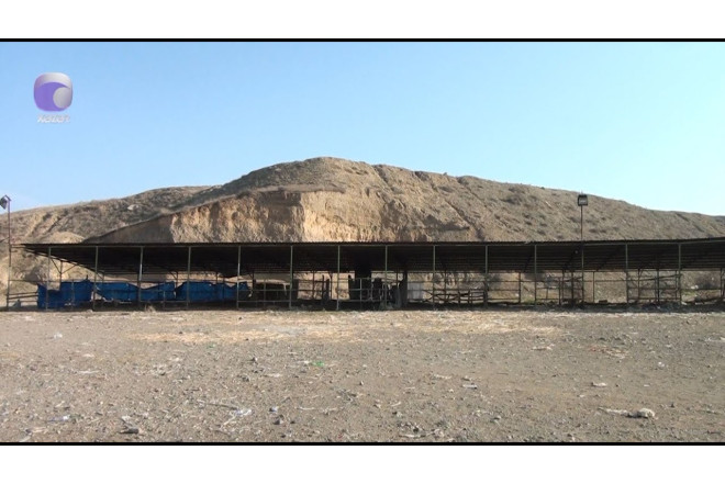 Tovuzda heyvan bazarı nə vaxt açılacaq? — VİDEO