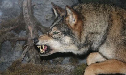 Şəkidə canavar kəndə hücum edərək sakinlərə xəsarət yetirib 