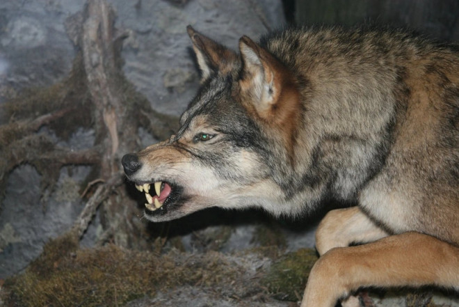 Şəkidə canavar kəndə hücum edərək sakinlərə xəsarət yetirib 