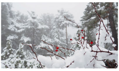 Çilləniz mübarək olsun! 