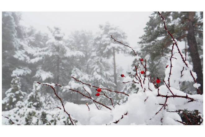 Çilləniz mübarək olsun! 