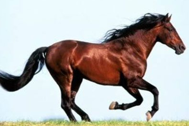 "At ili 1 yanvarda yox, 17 fevralda başlayır" - Astroloq