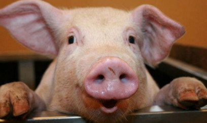 Azərbaycanda donuzlar azalıb - Ən çox hansı rayonlarda saxlanılır...