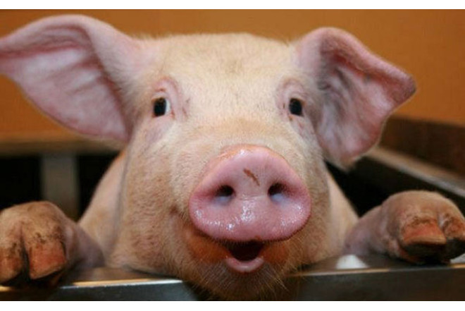 Azərbaycanda donuzlar azalıb - Ən çox hansı rayonlarda saxlanılır...