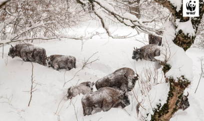 Şahdağın nəhəng sakinləri qarın altında...- FOTOLAR