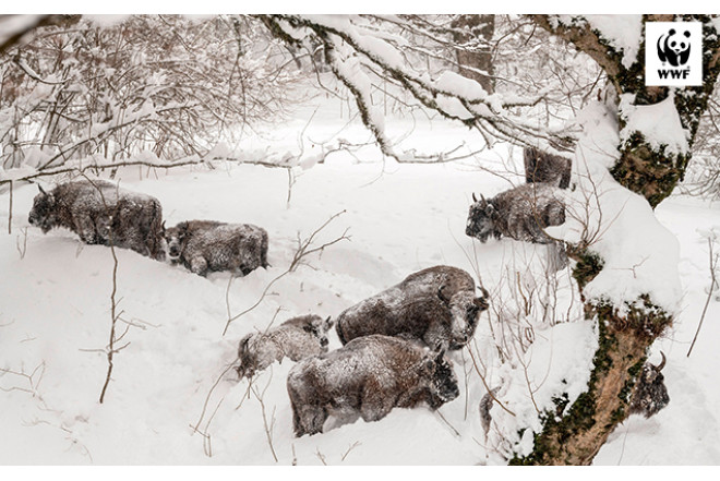 Şahdağın nəhəng sakinləri qarın altında...- FOTOLAR