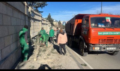 Güclü küləyin fəsadları: Bakıda 8 ağac sınıb - FOTO 