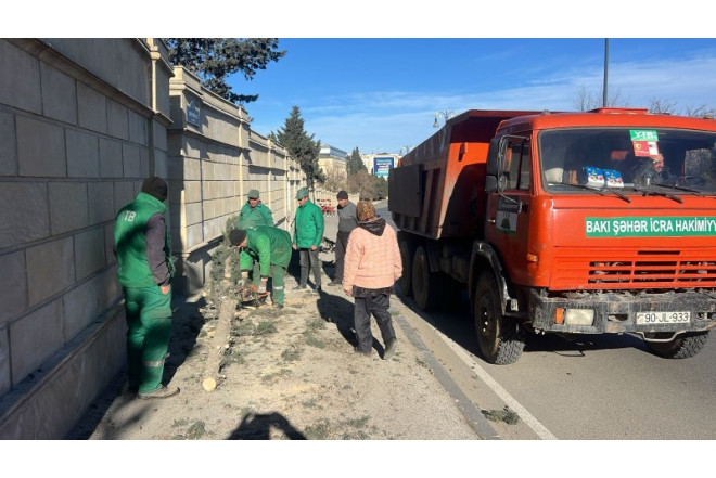 Güclü küləyin fəsadları: Bakıda 8 ağac sınıb - FOTO 
