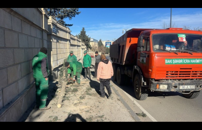 Güclü küləyin fəsadları: Bakıda 8 ağac sınıb - FOTO 
