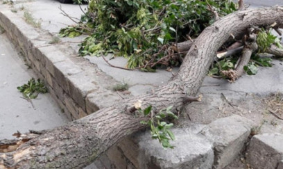 Güclü külək Bakıda 9 ağacı sındırdı 