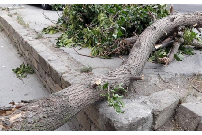 Güclü külək Bakıda 9 ağacı sındırdı 