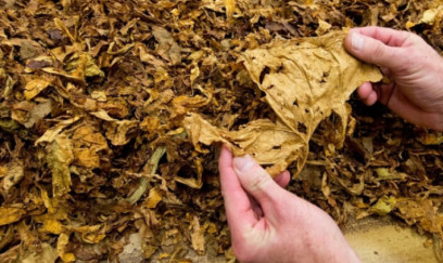 Azərbaycan tütün ixracından qazancını təxminən 12 % artırıb 