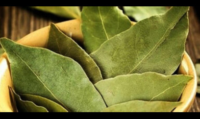 Dəfnə yarpağının SİRLİ MÖCÜZƏLƏRİ