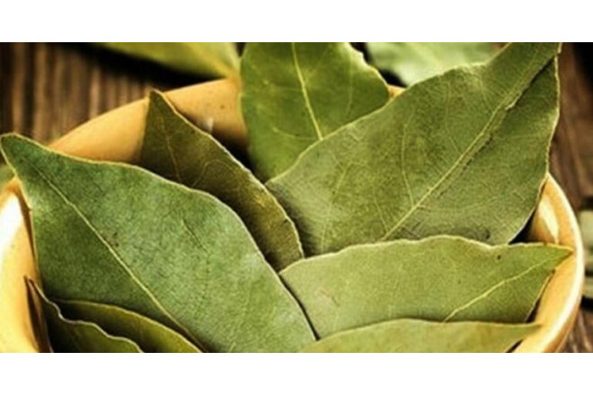 Dəfnə yarpağının SİRLİ MÖCÜZƏLƏRİ