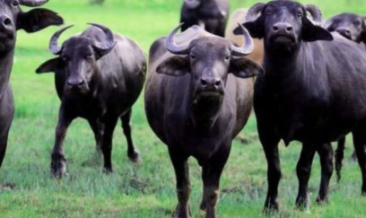 Camışların sayında KƏSKİN AZALMA – Restoranlarda mal əti adı ilə TƏQDİM OLUNUR?