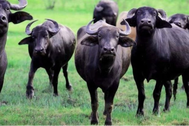 Camışların sayında KƏSKİN AZALMA – Restoranlarda mal əti adı ilə TƏQDİM OLUNUR?