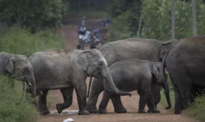 Hindistanda fillər qadını öldürdü 