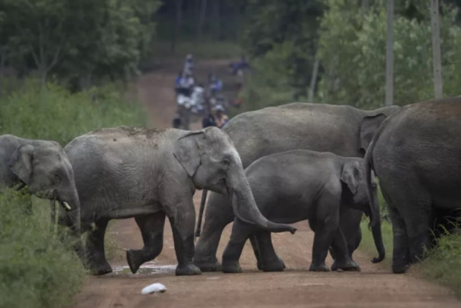 Hindistanda fillər qadını öldürdü 