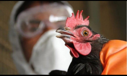 Azərbaycanda quş qripinə yoluxma var? - RƏSMİ CAVAB 