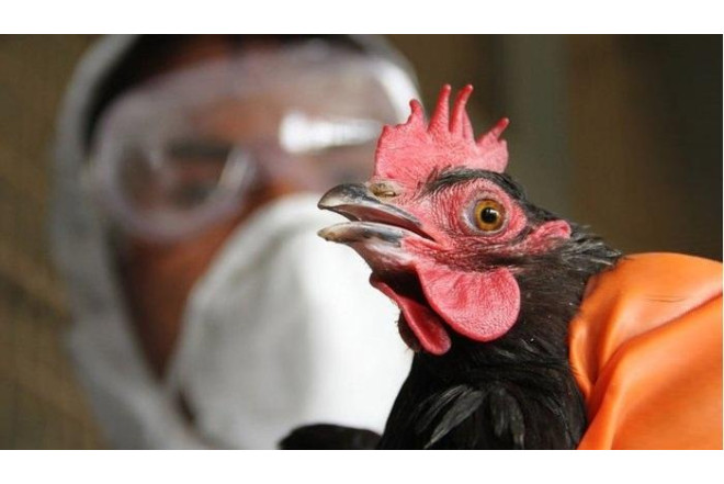 Azərbaycanda quş qripinə yoluxma var? - RƏSMİ CAVAB 